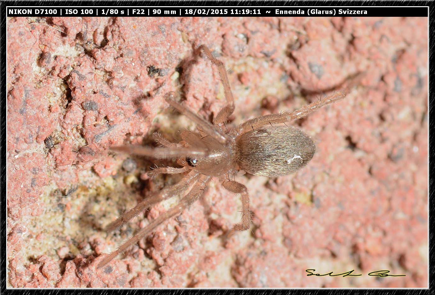 Gnaphosidae? - Ennenda (Glarus), Svizzera